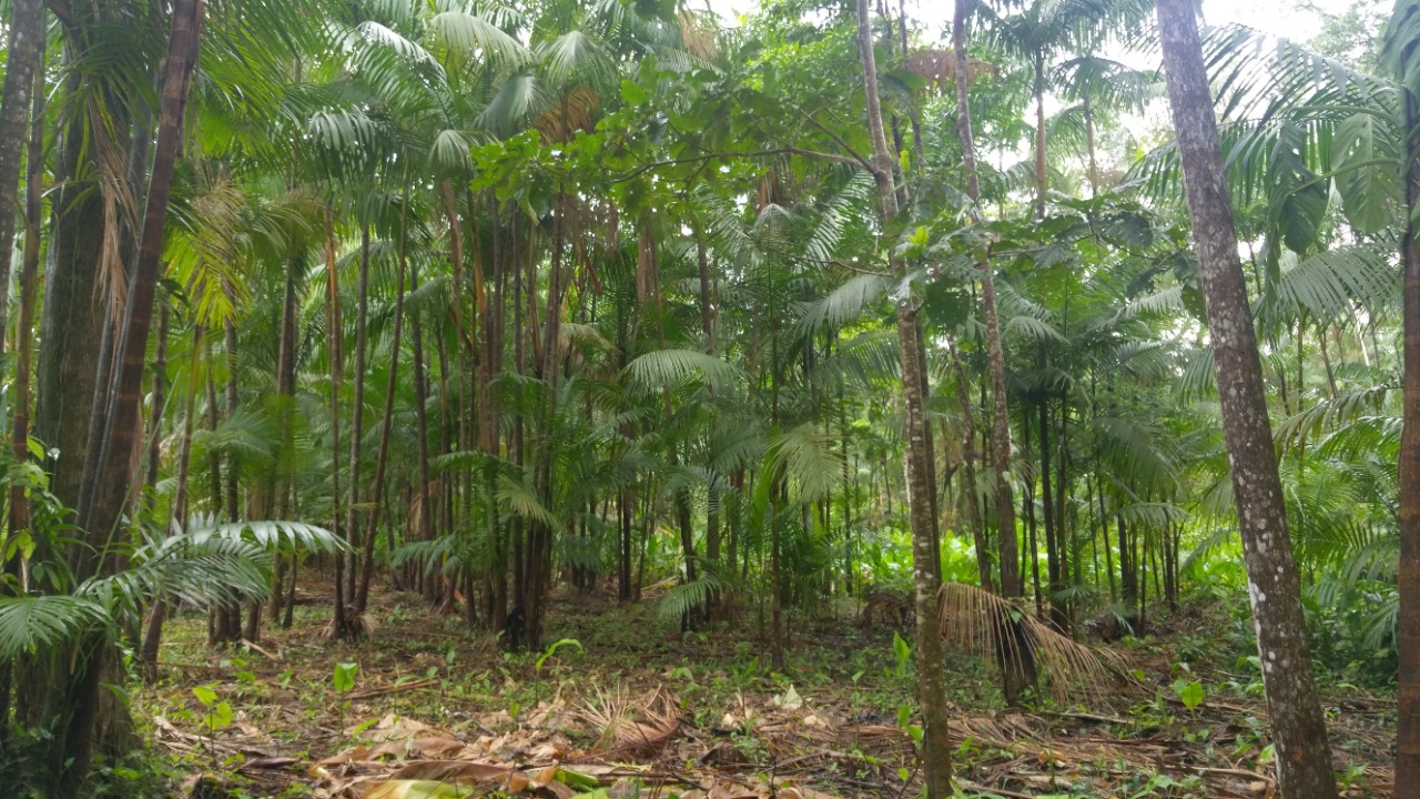 Lançamento do resumo executivo de projeto em parceria com o FSC® Brasil