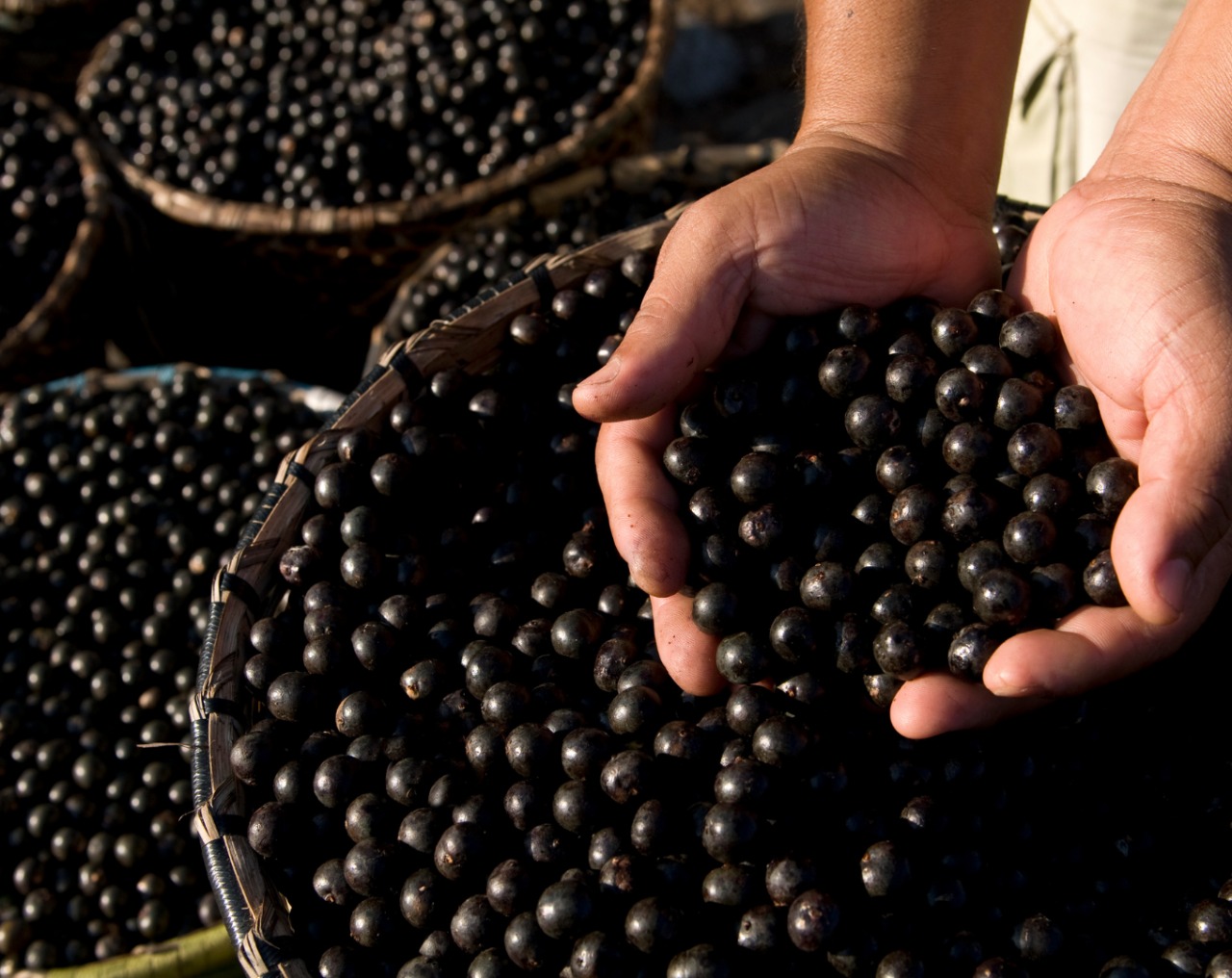 É lançado documento com recomendações de políticas públicas para a cadeia de valor do açaí