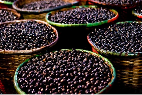 Agendas são impulsionadas em 2021 pelos Grupos de Trabalho dos Diálogos Pró-Açaí