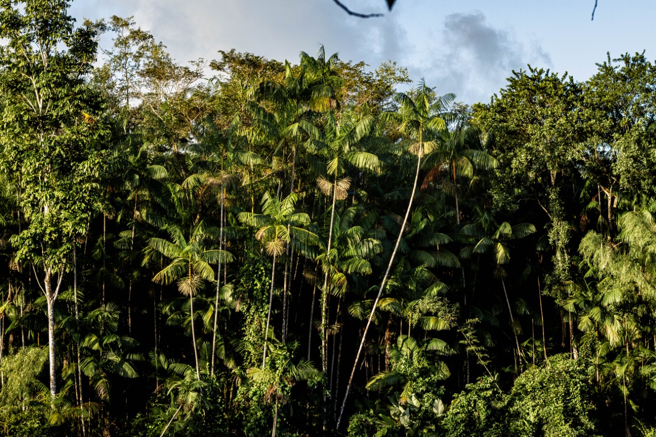 Instituto Terroá aplica “Escala de Maturidade” na Cooperativa de Produtores Agroextrativistas do Bailique e do Beira Amazonas – Amazonbai, no Amapá