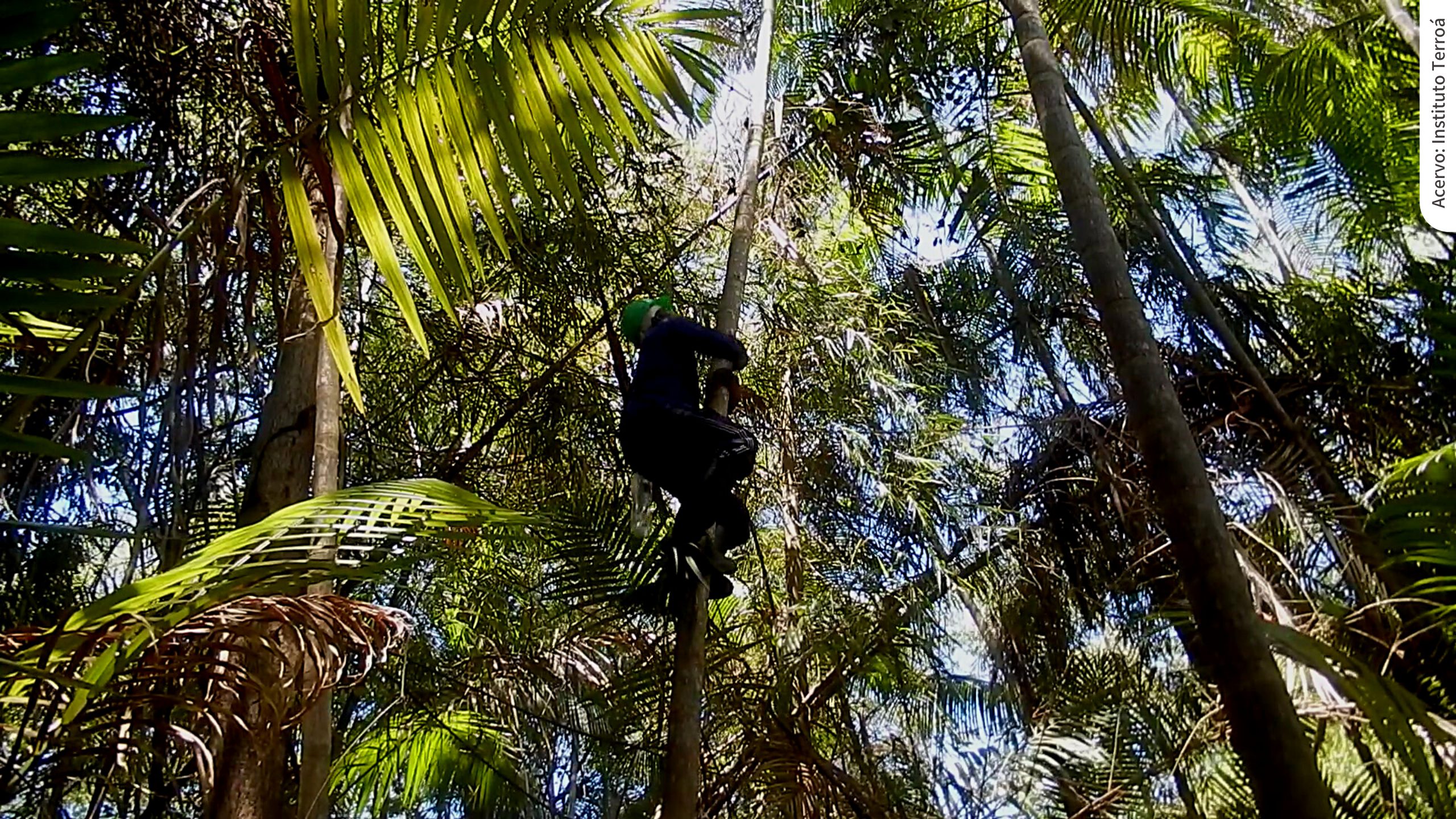 Diálogos Pró-Açaí realiza Ciclo de Debates sobre Riscos e Recomendações na Cadeia de Valor do Açaí