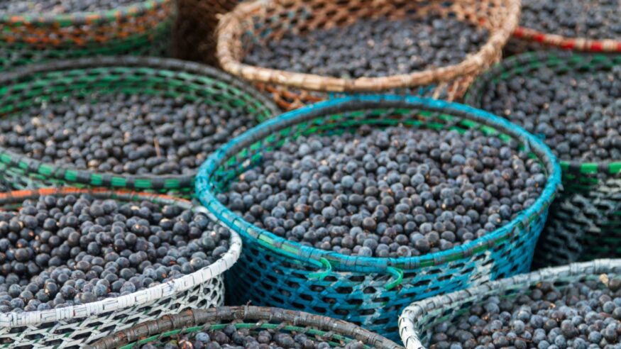 Rede Diálogos Pró-Açaí repactua acordos e compromissos em planejamento para biênio 2022/2023
