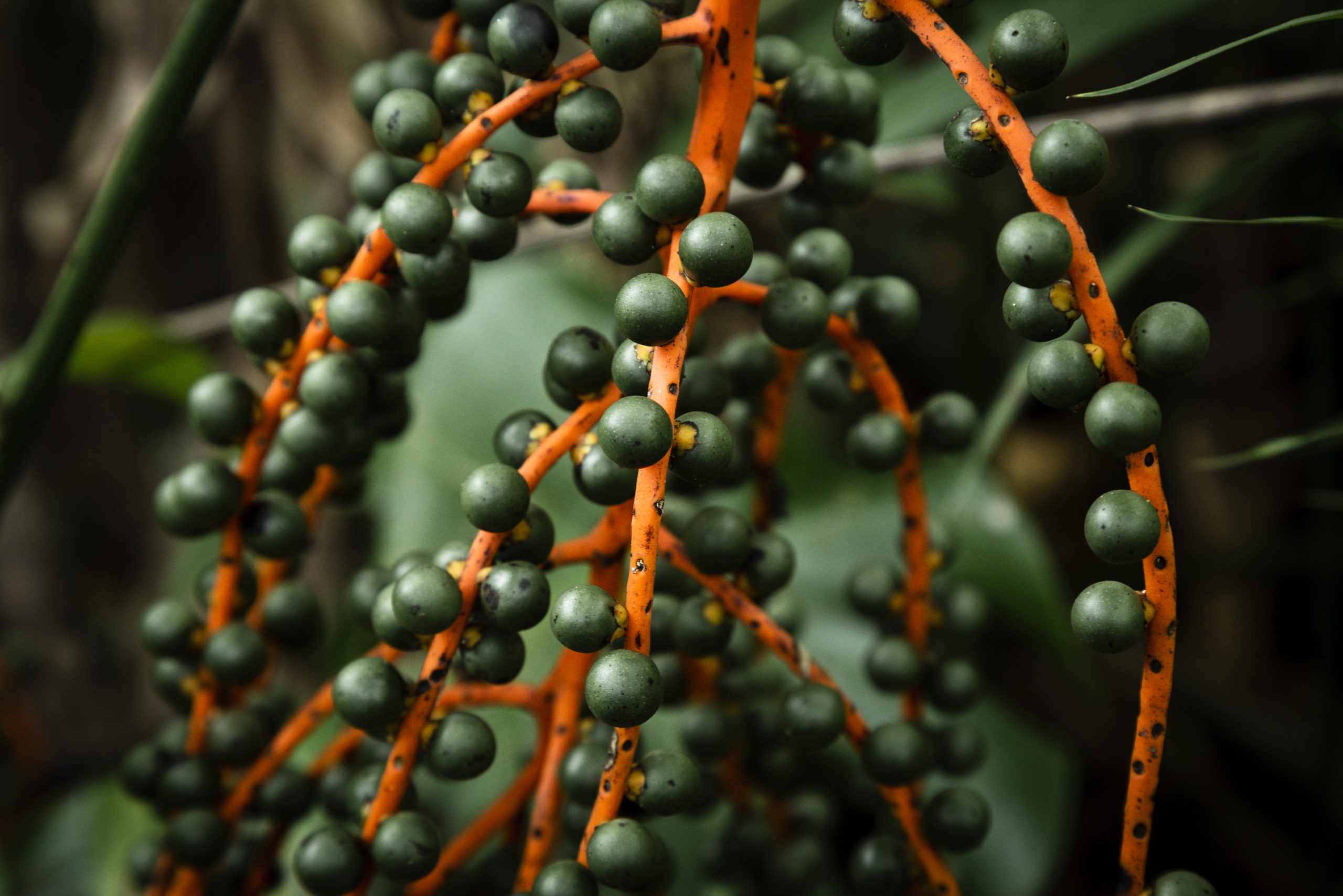Tecnificação da cadeia do açaí: Desafios e perspectivas