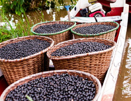 Açaí: vetor da bioeconomia para o desenvolvimento sustentável