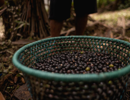 Diálogos Pró-Açaí